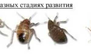 Откуда берутся клопы в квартире и как избежать опасного соседства с кровососущими паразитами