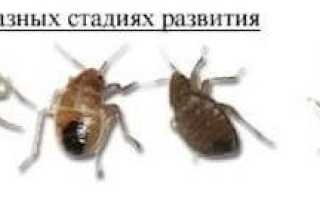 Откуда берутся клопы в квартире и как избежать опасного соседства с кровососущими паразитами