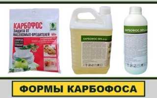 Инструкция по применению препарата «Карбофос» для борьбы с клопами: разведение, распыление, повторная обработка