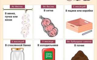 Как правильно хранить чеснок дома, чтобы он не высыхал и что делать, если начал портиться