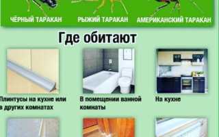 Как избавиться от тараканов в квартире — эффективные народные и современные средства