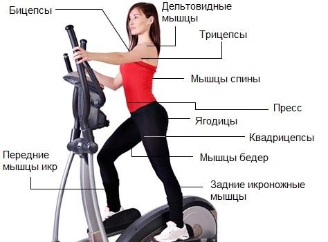 Как правильно выбрать эллиптический тренажер для дома: виды, характеристики, плюсы, минусы