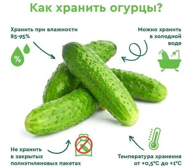 Как правильно хранить свежие огурцы в домашних условиях, чтобы они оставались свежими и сочными в любое время года