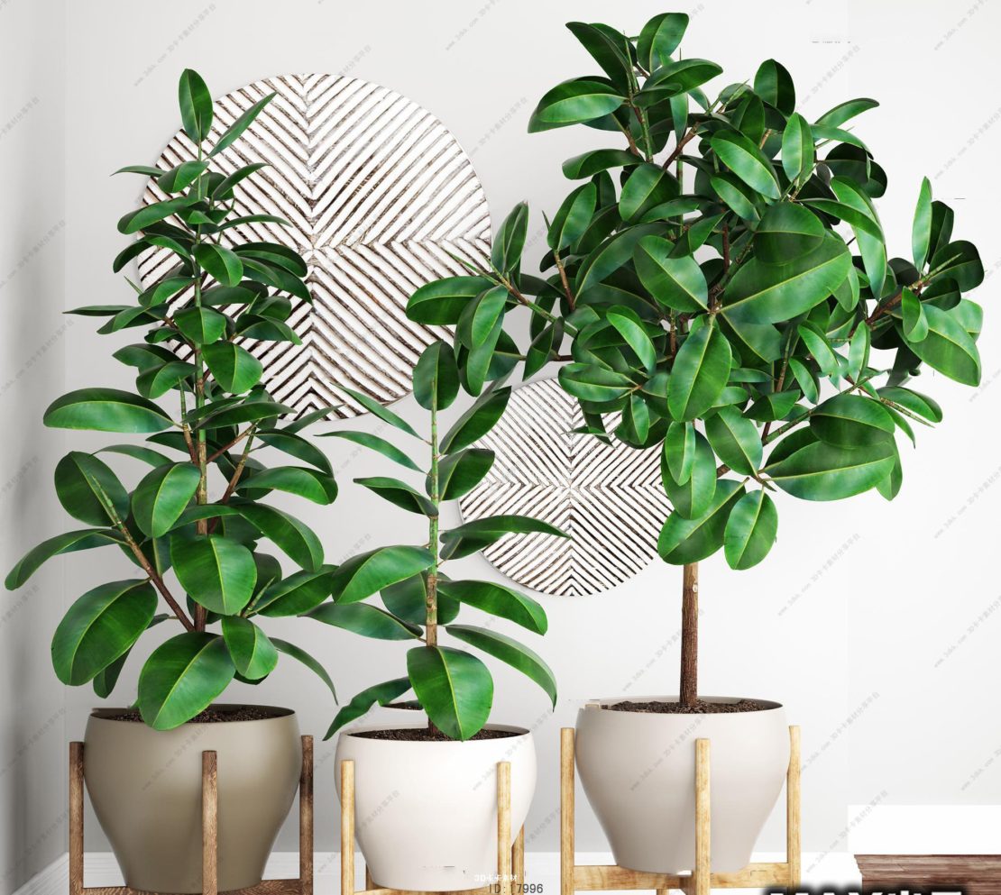 Фикус в доме и свойства растения Фикус в доме и свойства растения