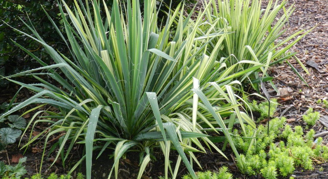 садовая юкка садовая юкка