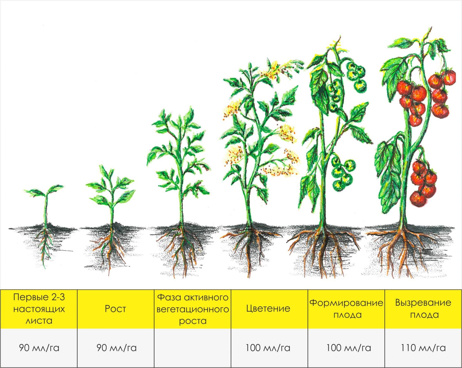 Многолетние помидоры