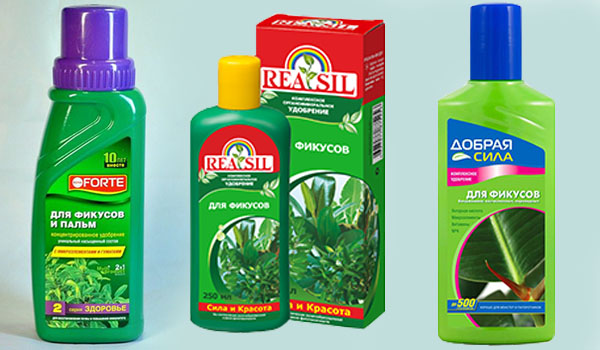 Удобрение фикуса Удобрение фикуса