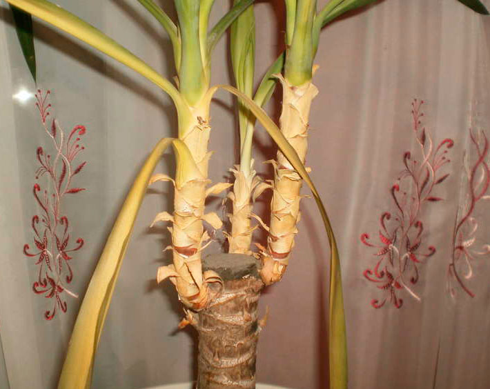 Отпадание листьев юкки Отпадание листьев юкки