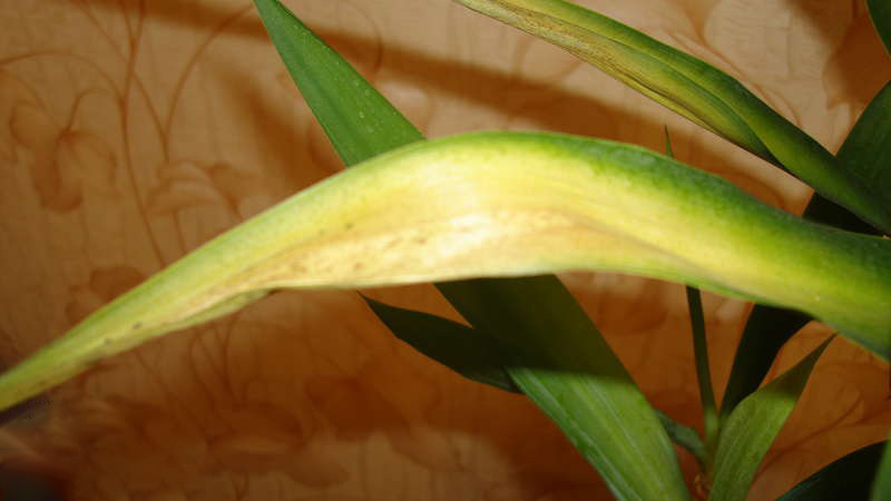 Пожелтение листьев Пожелтение листьев