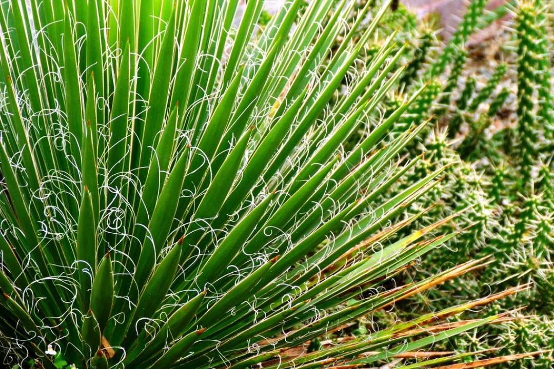 Нитчатая юкка Нитчатая юкка