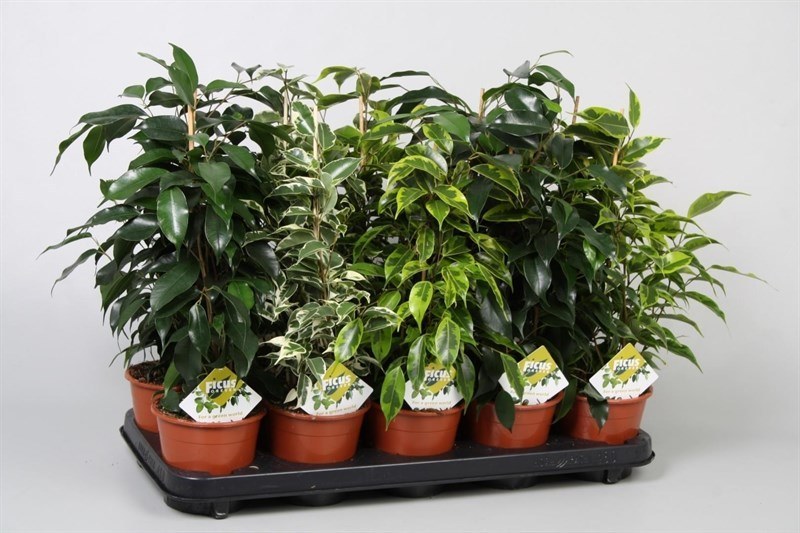 покупка фикуса в магазине покупка фикуса в магазине