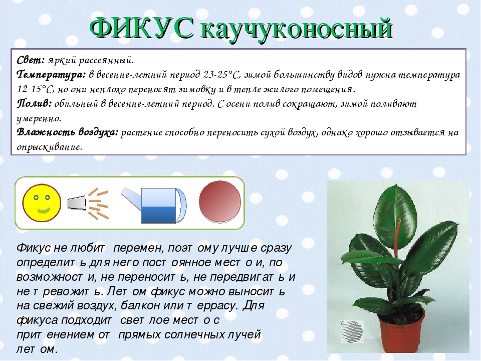 Освещение и температура для фикуса Освещение и температура для фикуса