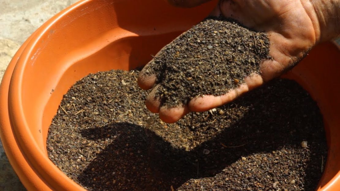 Требования к грунту для фикуса Требования к грунту для фикуса