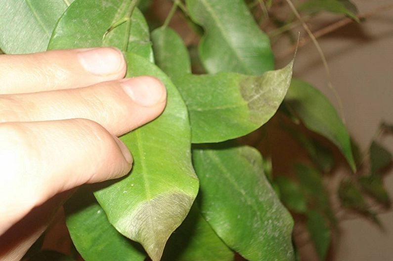 Болезни домашнего фикуса Болезни домашнего фикуса