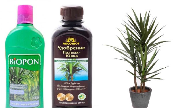 Правила подкормки юкки Правила подкормки юкки