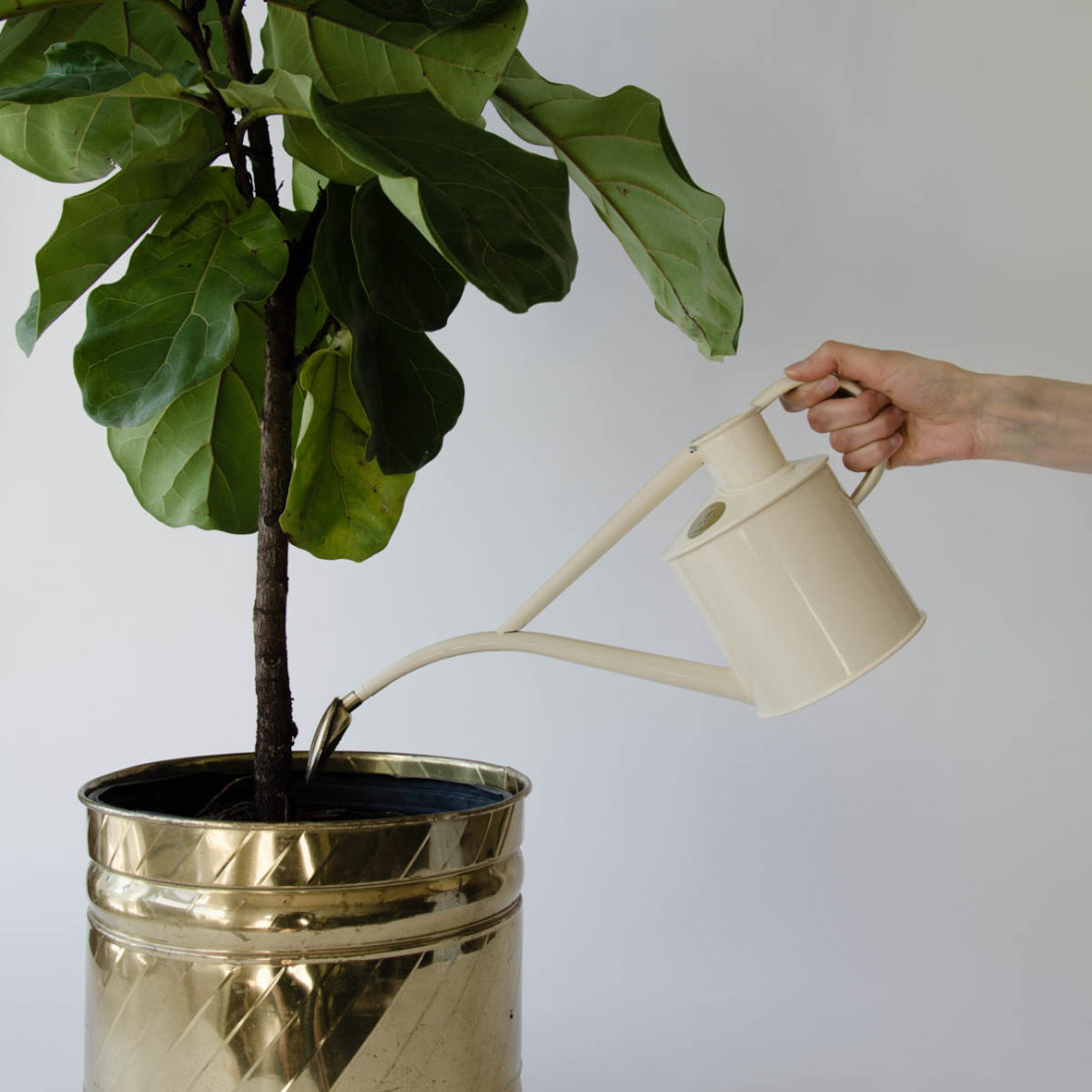 полив фикуса полив фикуса