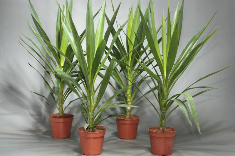 пальма юкка в домашних условиях пальма юкка в домашних условиях